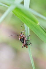 Red and black bug