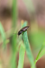 Brown bug at green background