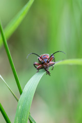 Smiling beetle in the grass