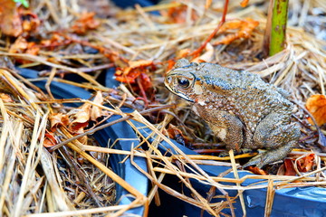 toad in a pot