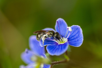 Green metallic bee on purple flower (Halictus tumulorum)