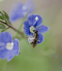 Green bee on purple flower (Halictus tumulorum)