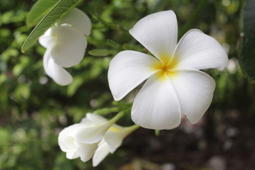 Obraz na płótnie Canvas leelawadee flower