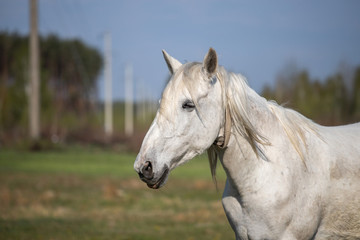 Fototapeta na wymiar white horse on the field