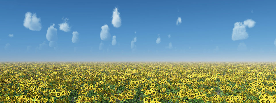 Sonnenblumen vor blauem Himmel mit Schönwetterwolken