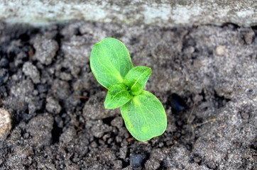  Sprouted sunflower seeds. Green sprouts of sunflower.