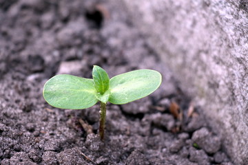  Sprouted sunflower seeds. Green sprouts of sunflower.