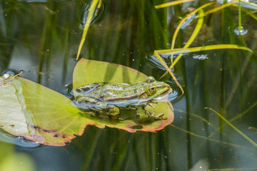 Frosch halb unter Wasser