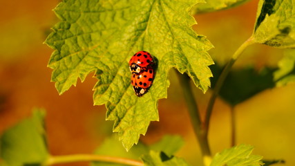 Love Ladybug