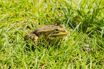 Frosch in Gras Wiese 