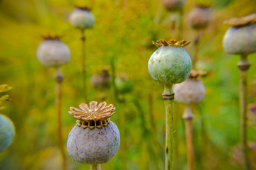 Capsules of poppy in summer field in Ukraine