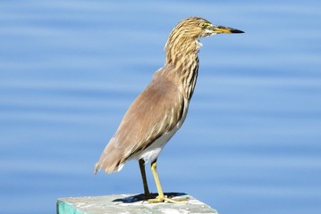 Heron