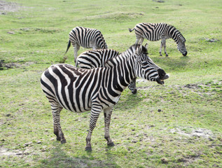 Fototapeta na wymiar Zebras grazing on green grass in the meadow