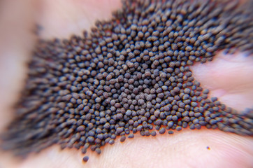Poppy seeds at summer on a hand closeup