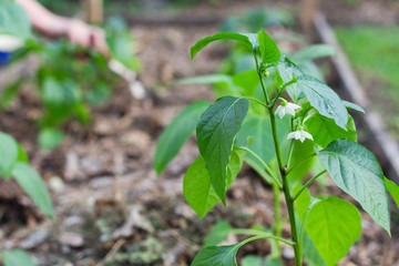 young flowering paprika plant growing in the garden