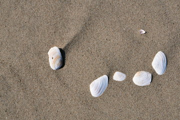 Fototapeta na wymiar Shells on a sandy beach on the Baltic coast..