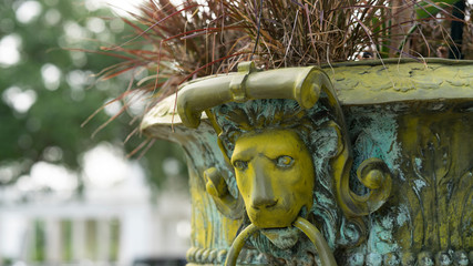 Lions Head Potted Plant