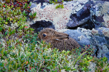 little hare in the northern Urals in the grass on a background of stone