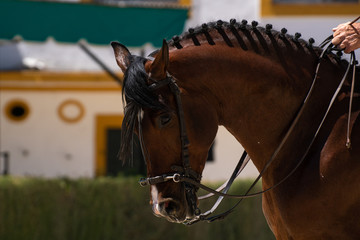 Caballo hispano arabe en Doma Vaquera en España