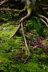 万博公園の美しい苔と木の根