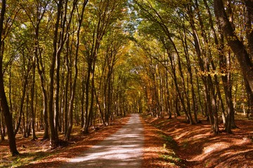 a path through the autumn forest