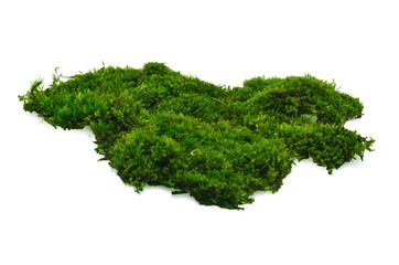 Fototapeta premium Green moss isolated on white background