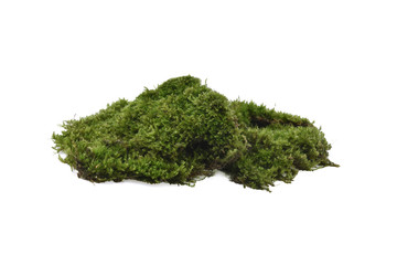 Green moss isolated on white background