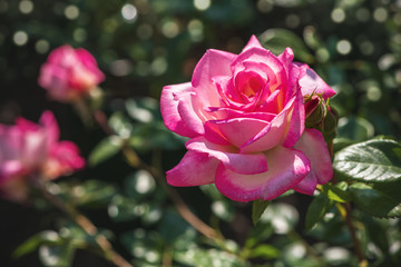 Rose Harlekin in der Morgensonne