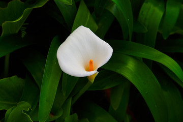 White flowe with yellow stamina and green leafs