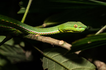 Vibrant Photo of A Dangerous Pope's Pit Viper in Vietnam