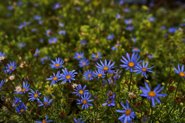 Beautiful blue flowers on a green field and yellow stamina
