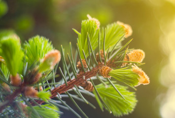 fresh green buds on a spruce tree in the sun / bokeh