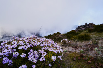 Purple flowers on mountain with clouds as background