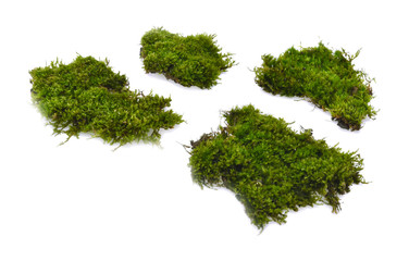 Obraz premium moss isolated on white background