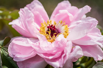 Coeur de printemps