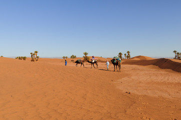 Fototapeta na wymiar Camel caravan in the Sahara / Camel caravan with palm trees and sand dunes in the Sahara, Morocco, Africa.