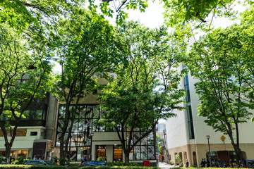Obraz premium (東京都ｰ都市風景)初夏の表参道３