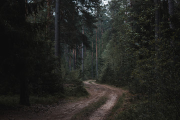 Naklejka premium Moody Forest Dirt Road Solitude