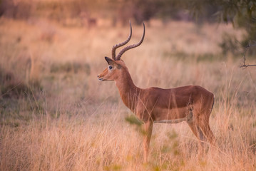 A lone male impala (aepyceros melampus) standing in a grassy clearing at sunset Dikhololo game...