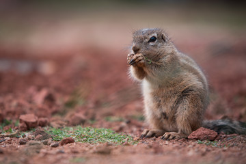 Naklejka na ściany i meble An African Ground Squirrel (Xerus Sciuridae) sitting in an upright position on the soil, and nibbling grass. South Africa