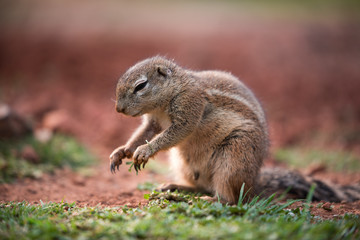 Naklejka na ściany i meble An African Ground Squirrel (Xerus Sciuridae) sitting in an upright position with paws outstretched while eating, South Africa