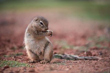 Naklejka na ściany i meble An African Ground Squirrel (Xerus Sciuridae) sitting in an upright position eating grass, South Africa
