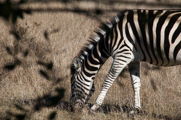 Le z&eacute;br&eacute; 