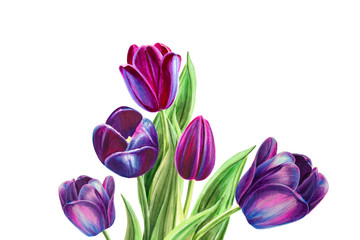 Beautiful bouquet from black tulips. Floral collection. Marker drawing. Watercolor painting. Floral composition of design elements. Greeting card. Painted background. Hand drawn illustration.