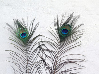 Obraz premium Two peacock feathers