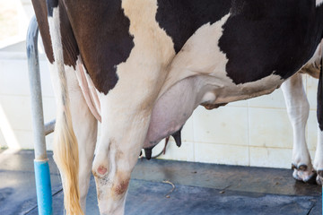 Dairy cow farm milk production