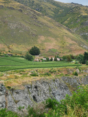 New Zealand weinerei