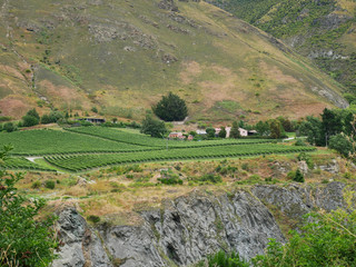 New Zealand wine
