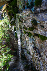 Close up view of an icicle under a rock with moss and lichen