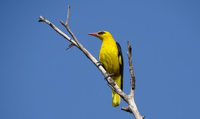 Golden oriole